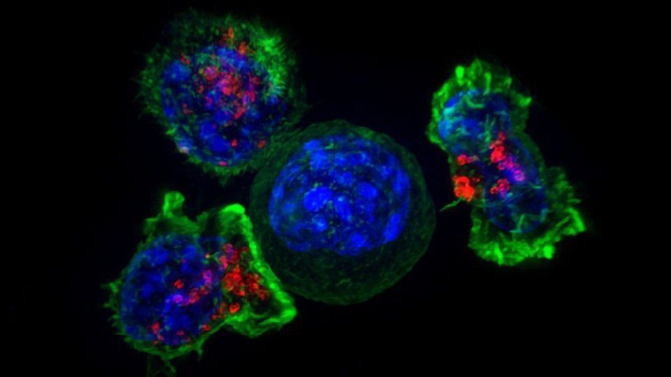 Enhancing the Cancer-Killing Power of Immune Cells content piece image