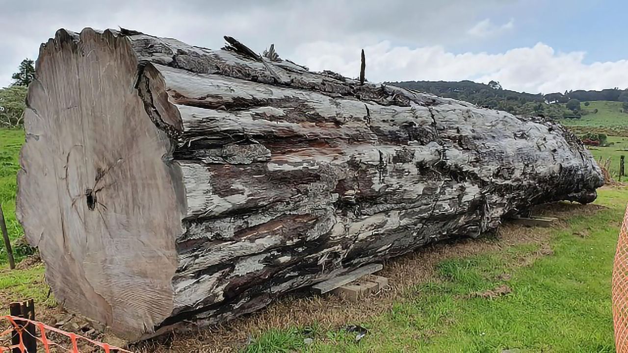 Ancient Trees Chart Last Reversal of Earth's Magnetic Field