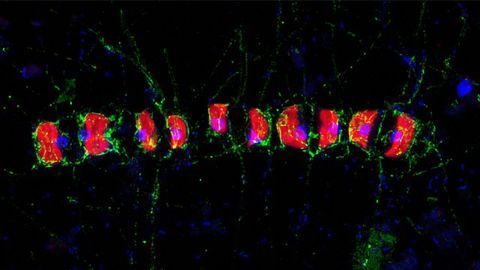 Marine Sugars Hide Away From Hungry Bacteria