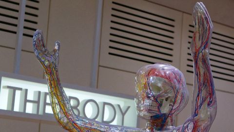 Hybrid Construct Used To Bioengineer Muscle Fibers