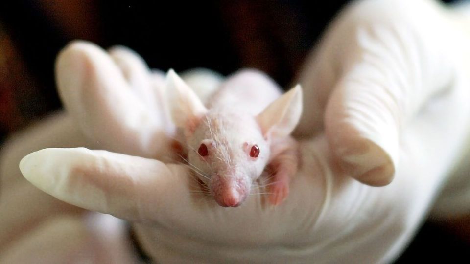 Hormone Helps To Prevent Muscle Loss in Mice Fed High Fat Diets content piece image