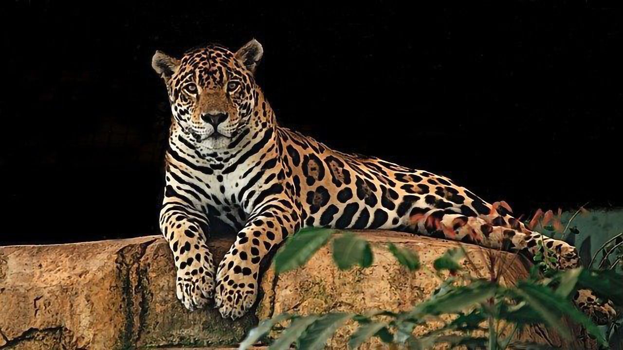 No Simple Relationship Between Genetic Diversity and Species Survival Exists
