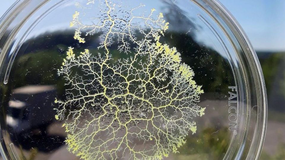 What Is a Memory Without a Brain? content piece image