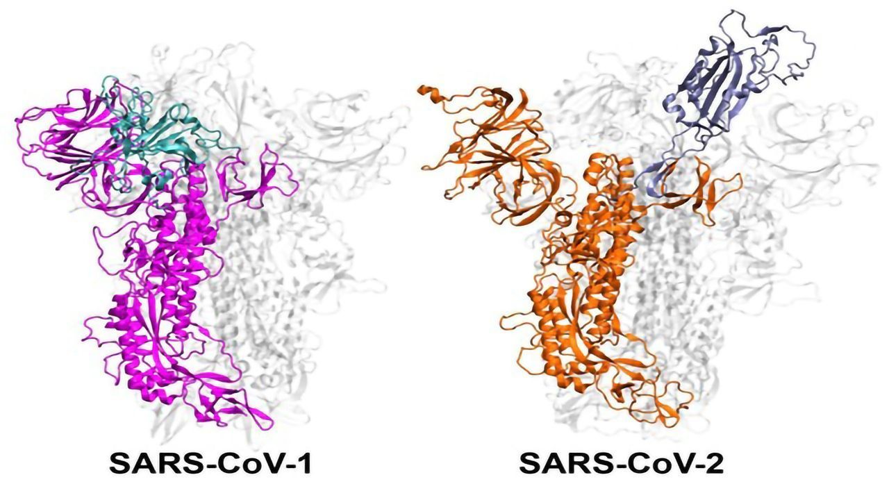 Why Are Some Coronavirus Strains More Infectious Than Others?