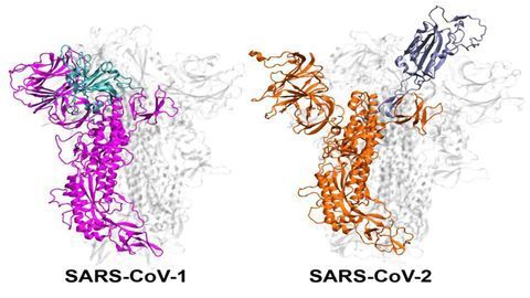 Why Are Some Coronavirus Strains More Infectious Than Others?