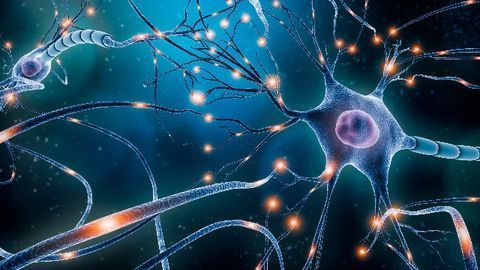 Neuron-Glia Network Could Help Boost Memory Formation