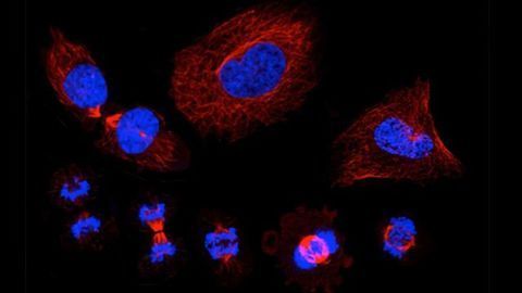 Team Identifies 300 Proteins That Regulate Cell Division