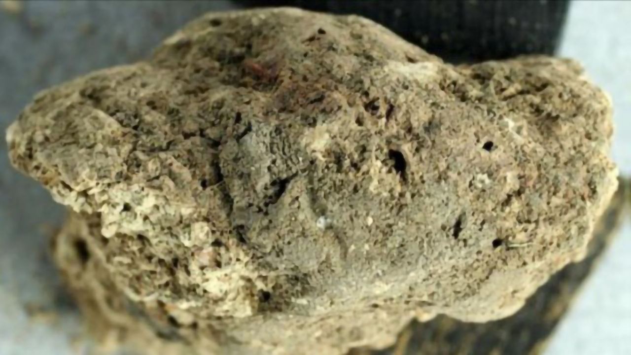 Fathoming Fossilized Feces Takes a Multipronged Approach