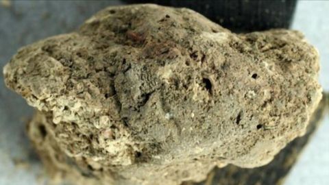 Fathoming Fossilized Feces Takes a Multipronged Approach