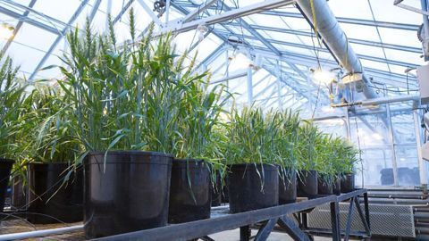 Tapping Into a Plant's Microbiome May Help To Protect Them