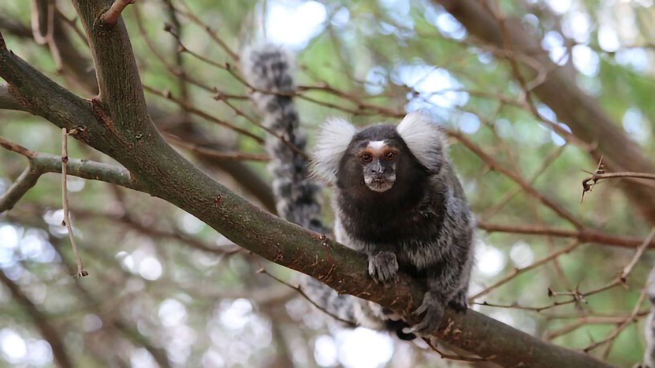 Exploring the Personality of Marmoset Monkeys