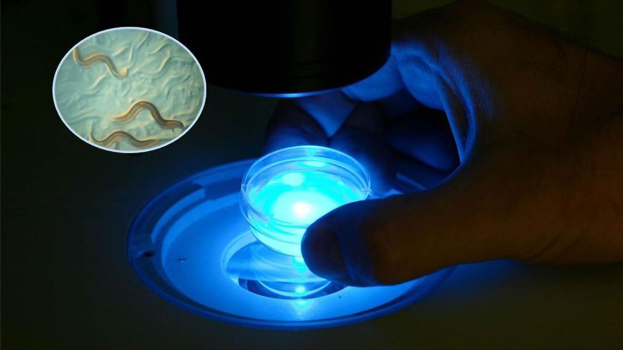 A Gene Serves Both a Protective and Destructive Role in Health