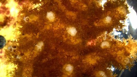 Breakthrough in Culturing Coral and Sea Anemone Cells