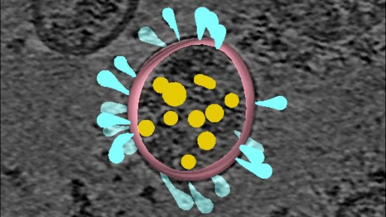 Antibodies Can Attack SARS-CoV-2 Even When Their Spike Shape Changes