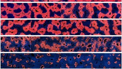Cells Responsible for Liver Regeneration Identified