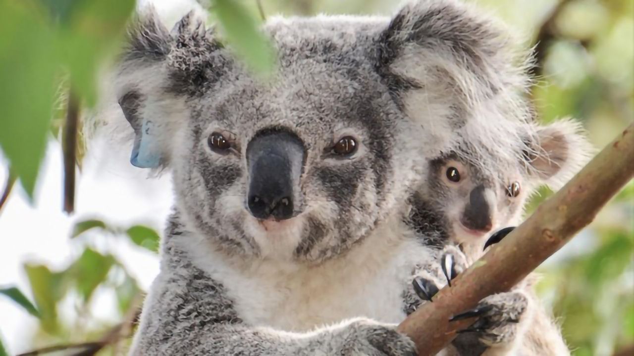 Retroviruses Cause Cancer by Rewriting the Koala Genome