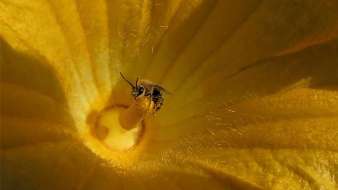 Valuable Pollinator Threatened by Imidacloprid Pesticide Use