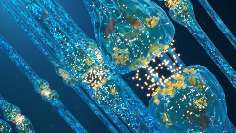 Exercise and Deep Brain Stimulation Combine to Treat Ataxia in Mice