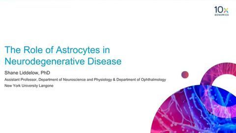 The Role of Astrocytes in Neurodegenerative Disease