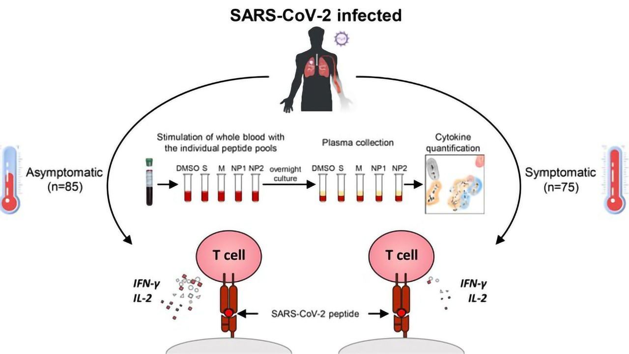 Asymptomatic COVID-19 Associated With a Balanced T-Cell Response