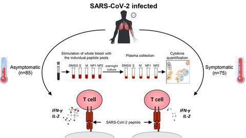 Asymptomatic COVID-19 Associated With a Balanced T-Cell Response