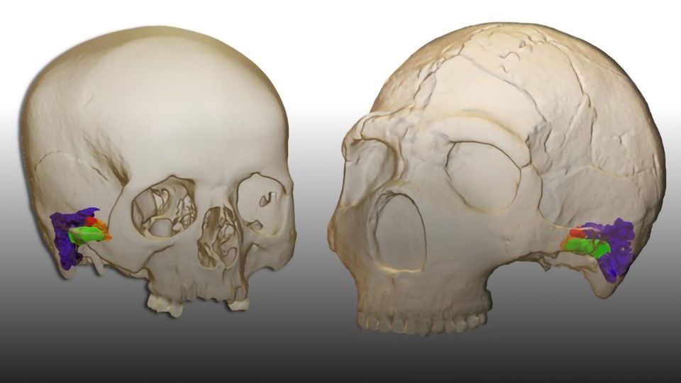 Neanderthals Could Understand and Produce Human Speech content piece image