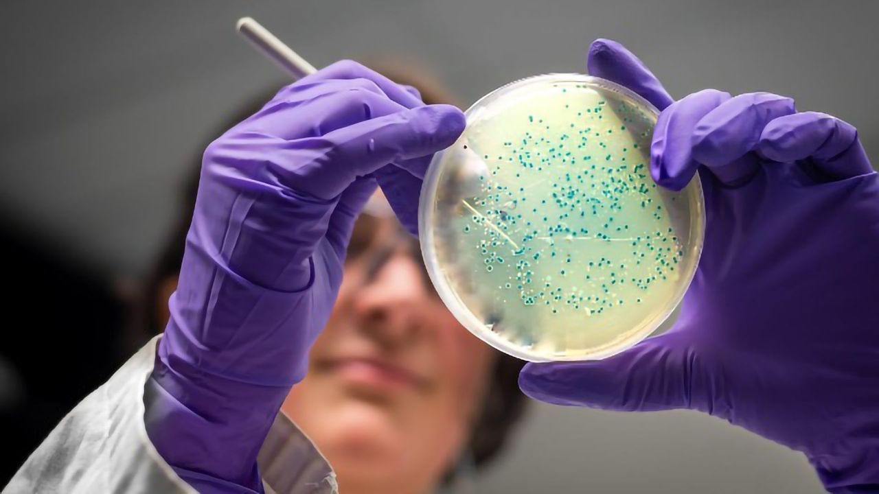 Scientists Reprogram <i>E. coli</i> To Produce Designer Polysaccharide Molecule
