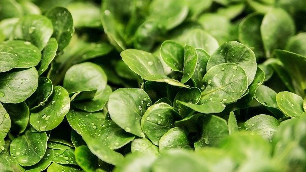 Acoustic Water Could Cut Salad-Related Food Poisoning