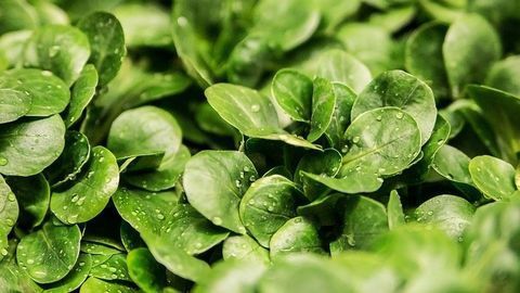 Acoustic Water Could Cut Salad-Related Food Poisoning