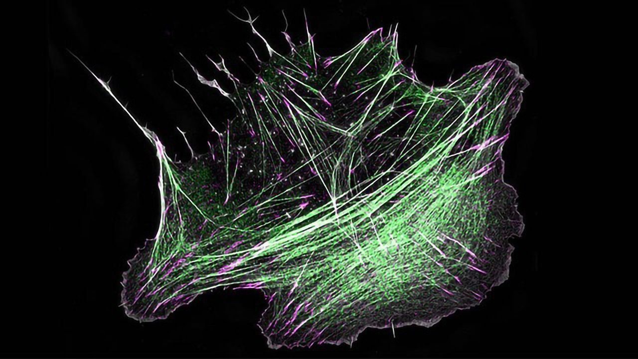 How Cells Build "Mini-Muscles" Underneath Their Nucleus