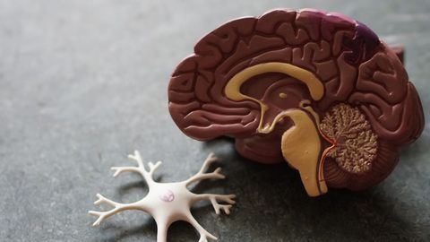 Alzheimer’s Disease: Drug Prevents Amyloid Plaques in Animal Models