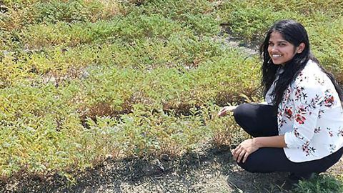 Improving Chickpea Varieties and Overcoming Production Threats