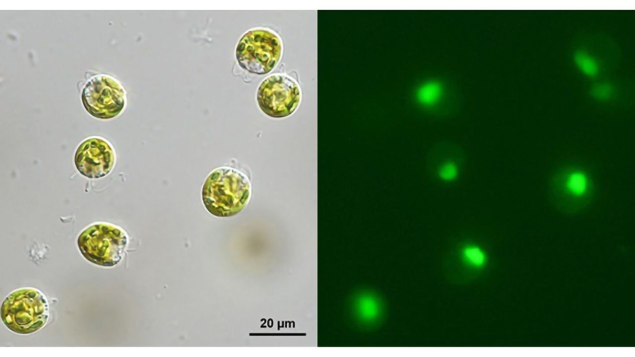 "Hungry" Green Algae Like To Eat Bacteria Alive