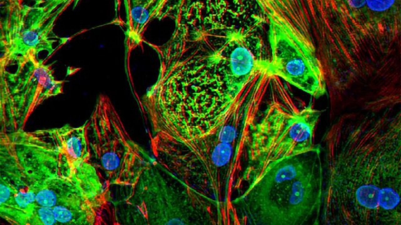 Study Reveals How SARS-CoV-2 Infects Heart Cells