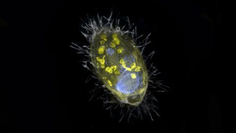 Novel Form of Microbial Symbiosis Discovered