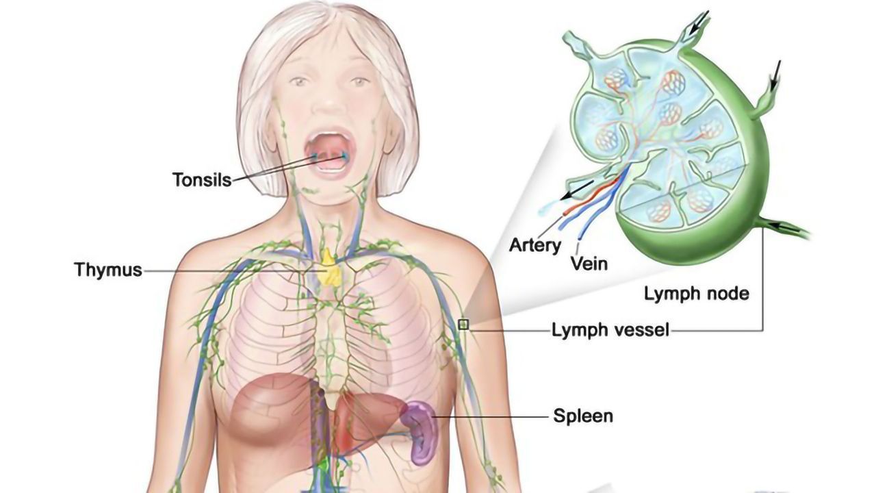 Immune Defense Guidance System Revealed