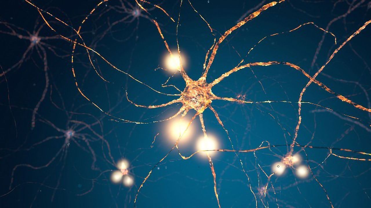 Glial Cell Discovery Could Point the Way to Motor Neuron Disease Therapies