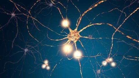 Glial Cell Discovery Could Point the Way to Motor Neuron Disease Therapies