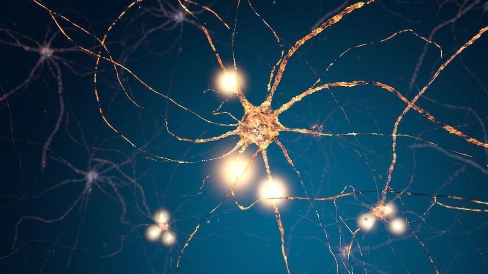 Glial Cell Discovery Could Point the Way to Motor Neuron Disease Therapies content piece image