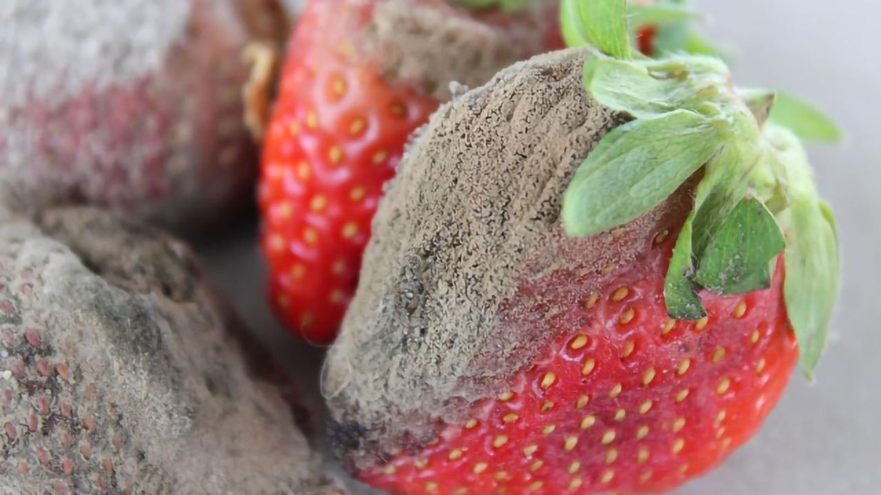 Step Closer to Eco-Friendly Fungicides Thanks to Protein Discovery