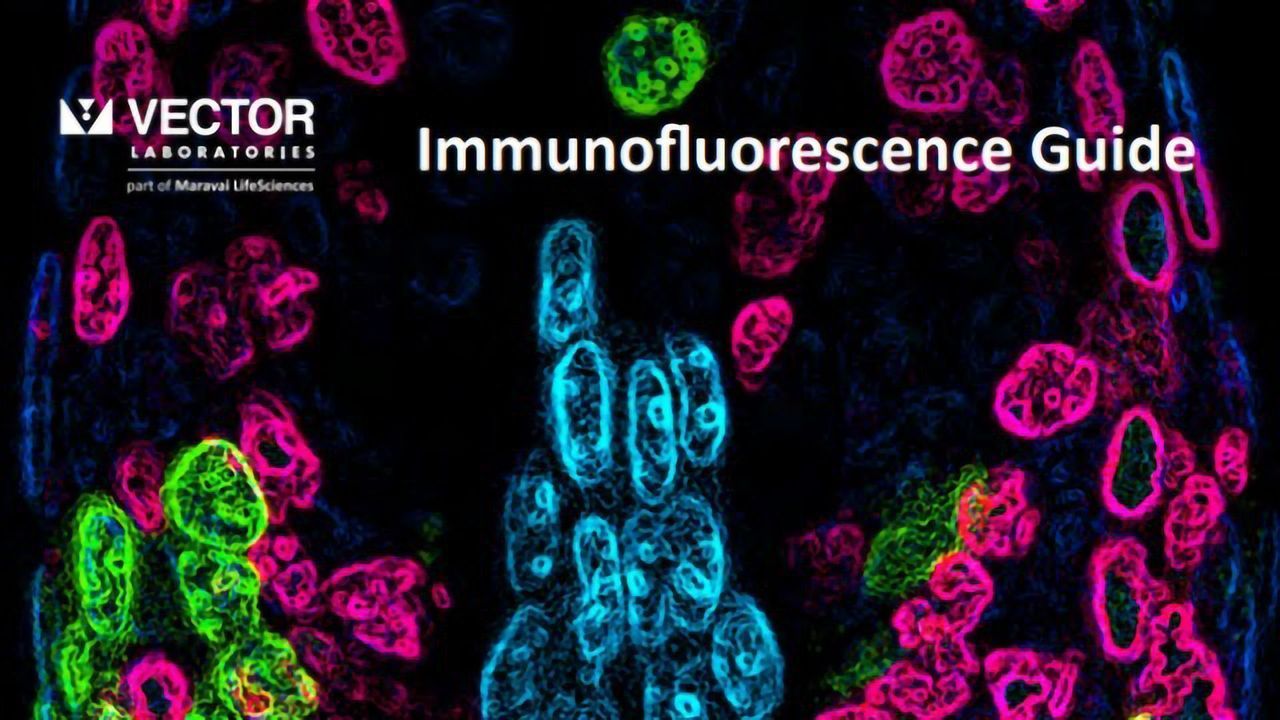 Immunofluorescence Guide