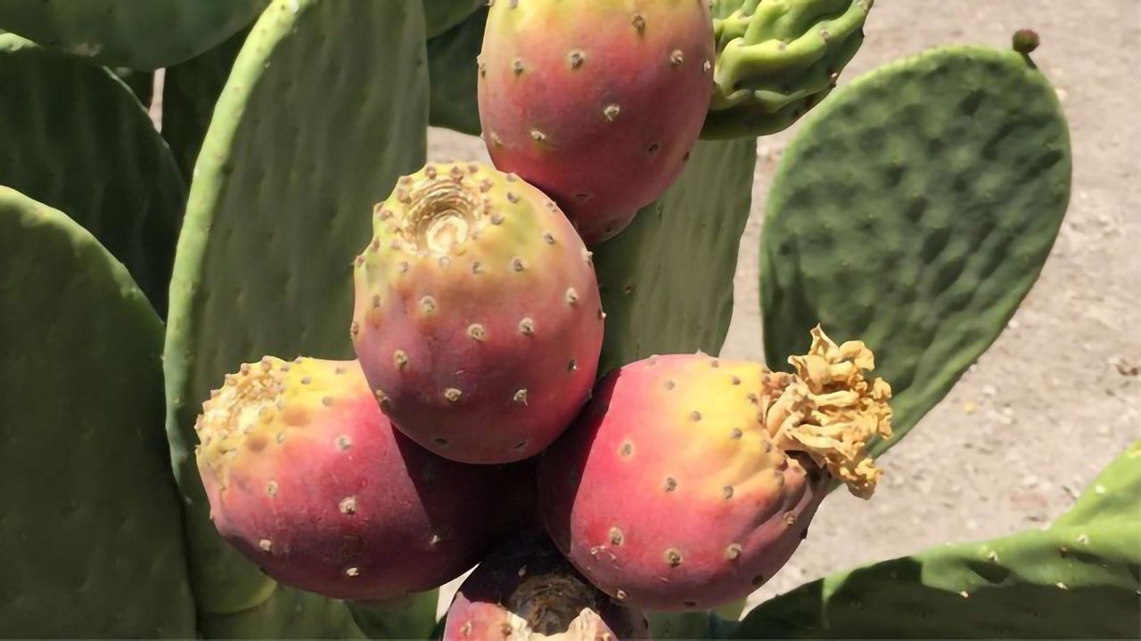 Cactus Pear Could Be the Sustainable Food and Fuel Crop of the Future