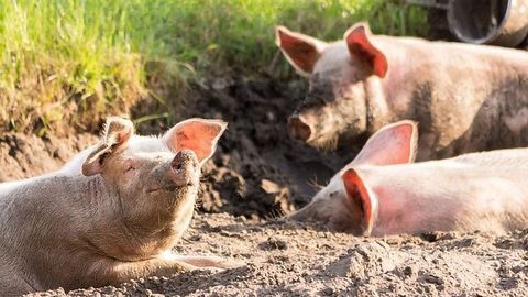 Industrial-Scale Farming May Be Perpetuating Spread of Antibiotic Resistant Staphs Through Pigs and People