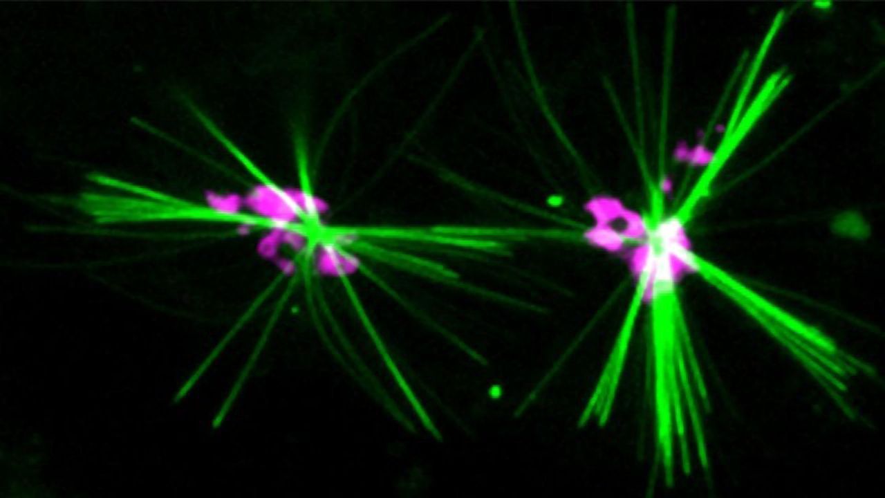 Dye Discovery Enables Scientists To Track Protein Within a Cell