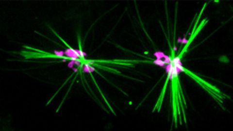 Dye Discovery Enables Scientists To Track Protein Within a Cell