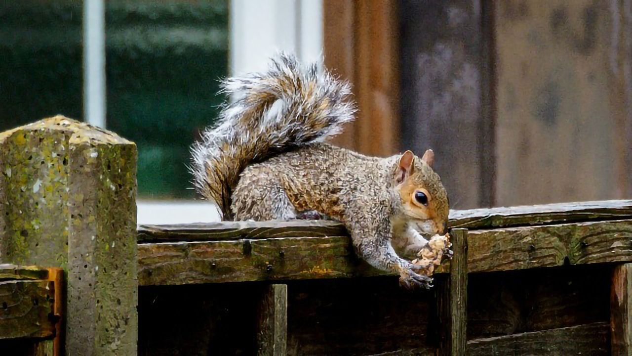 Gene-Editing Approach To Control the Invasive Gray Squirrel