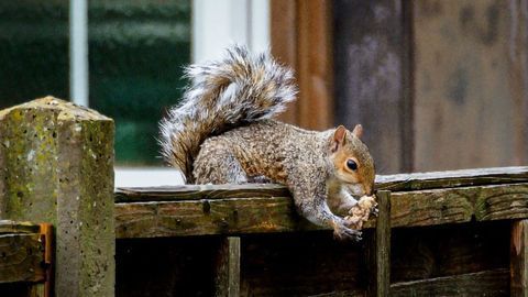 Gene-Editing Approach To Control the Invasive Gray Squirrel
