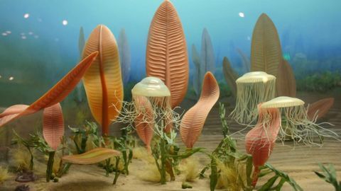 Today’s Humans Share Genes With Oceanic Creatures Missing Heads
