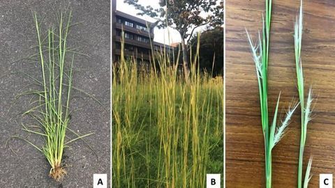 Invasive Weed Could Help To Treat Cancer and Diabetes