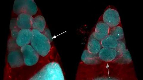 Study Reveals How Egg Cells Get So Big